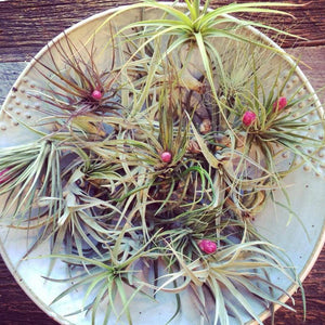 The KESTREL Air Plant Care Guide