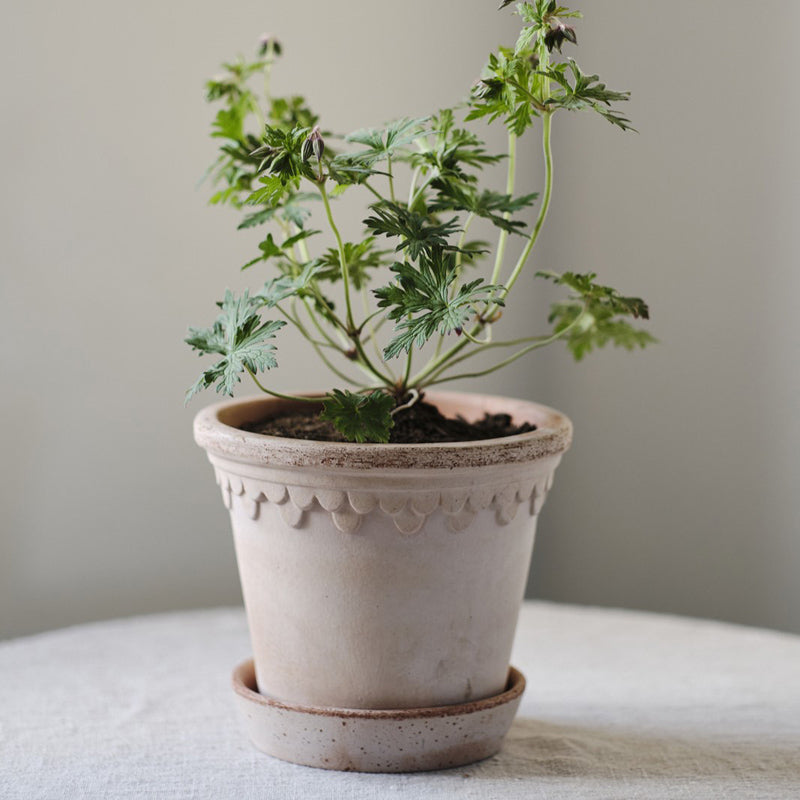 Københavner Pot - Rosa