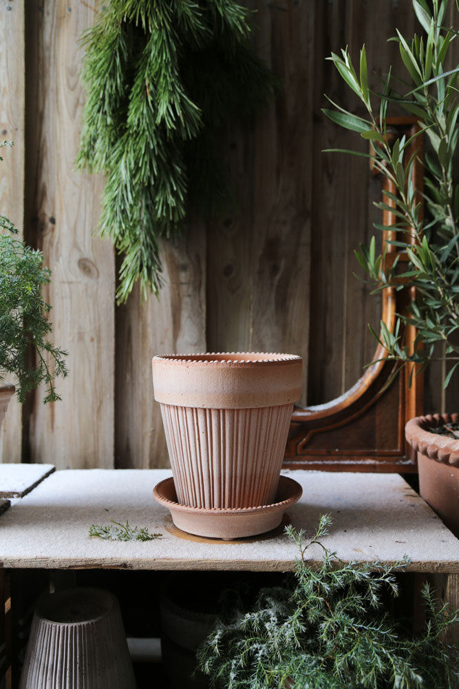 Simona 4.7" Dotted Rim Pot - Rosa