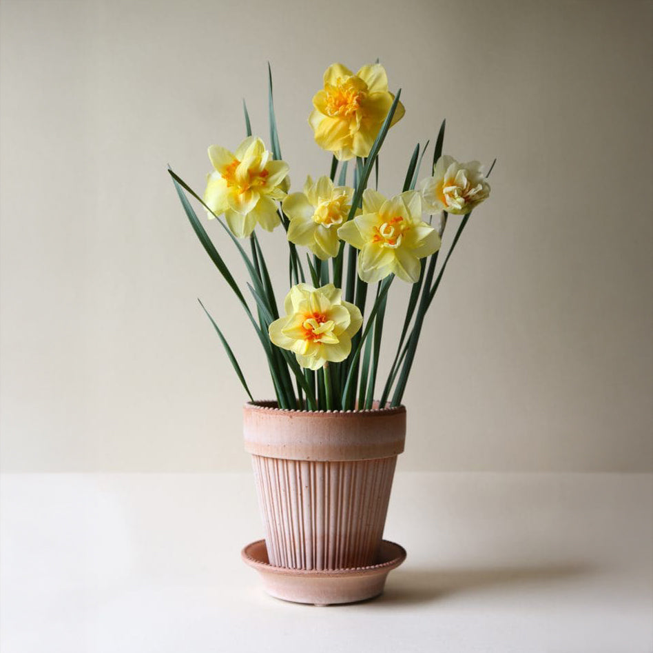 Simona 4.7" Dotted Rim Pot - Rosa