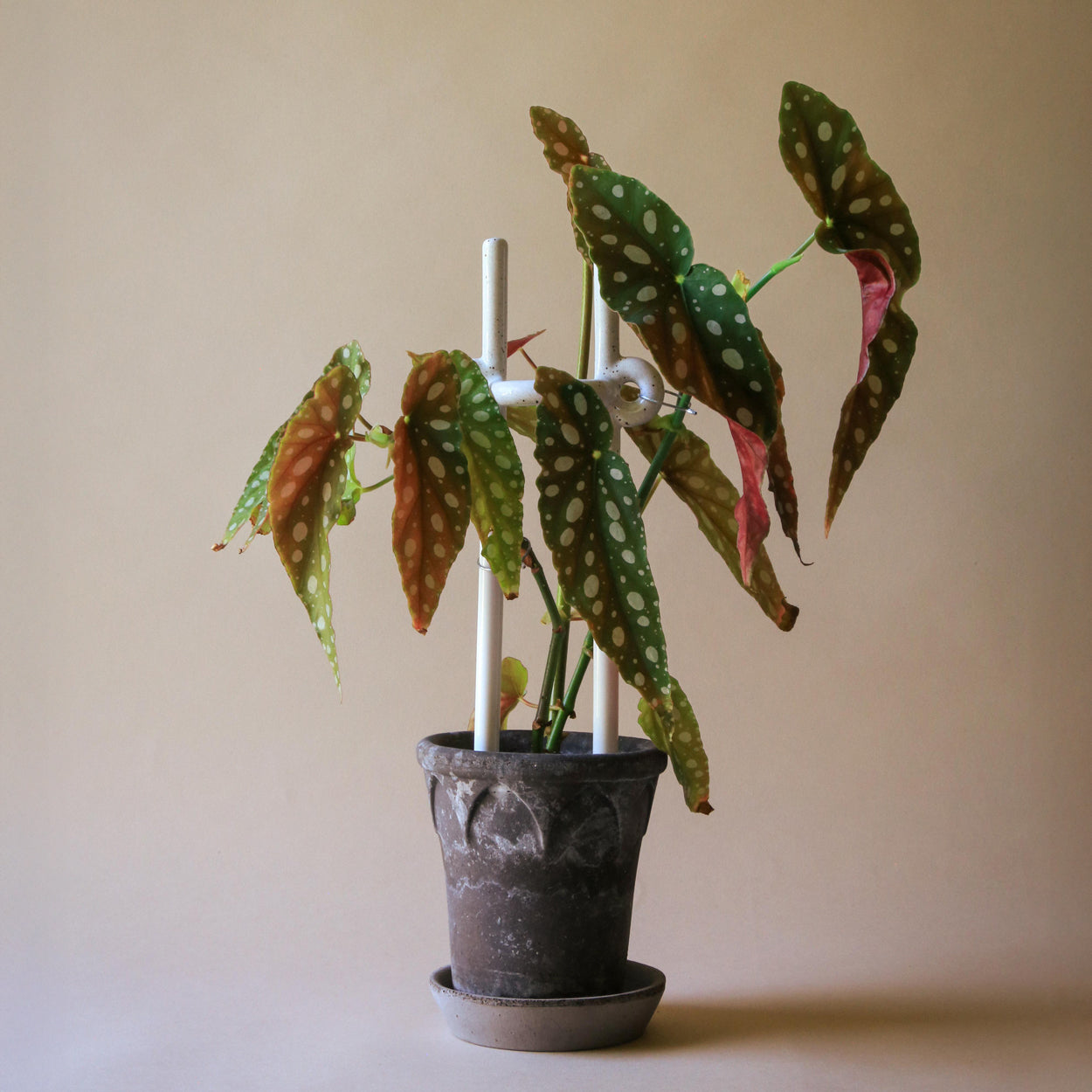 Folk Plant Stake - Hinto