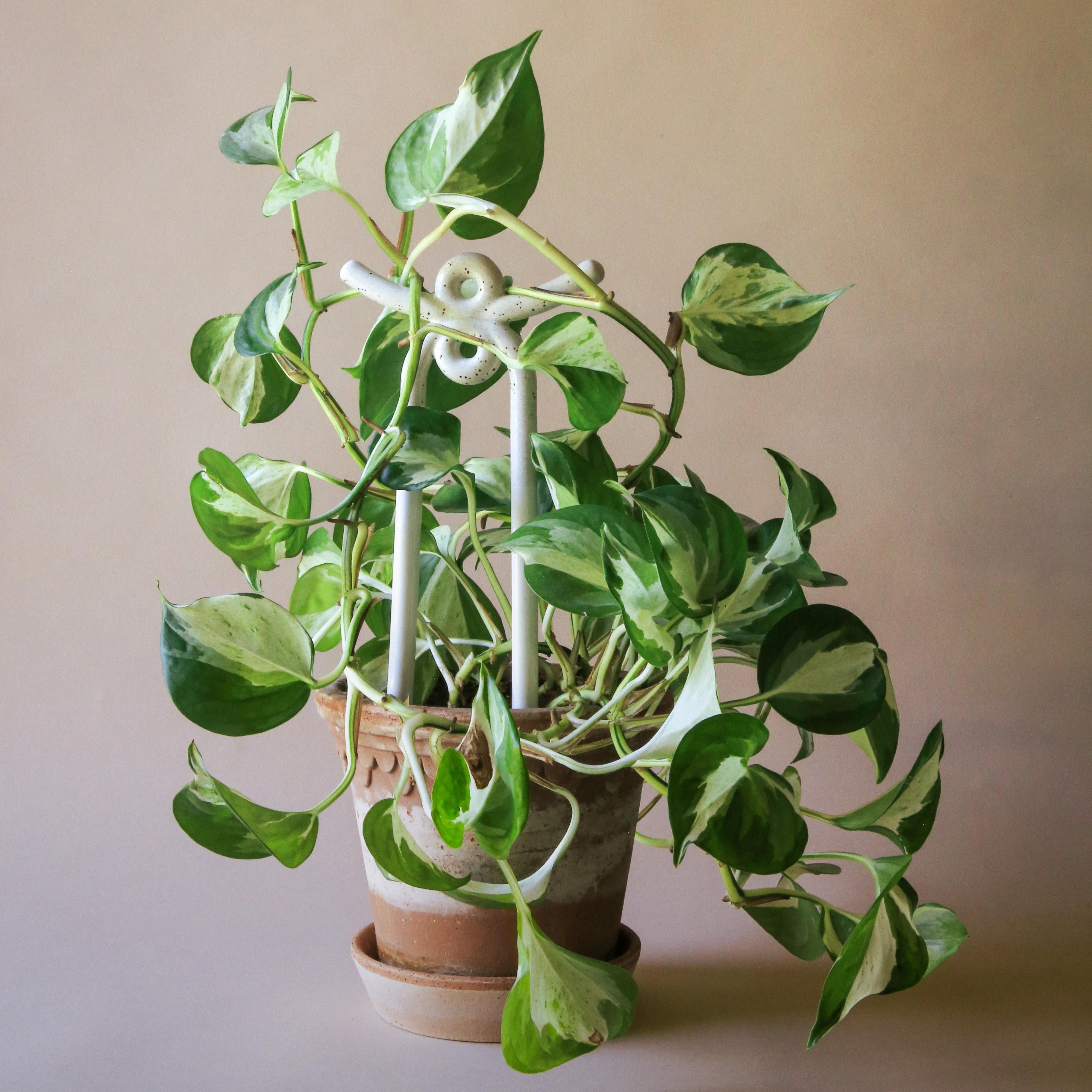 Folk Plant Stake - Yuma