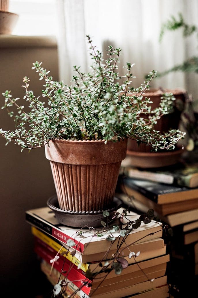 Simona 4.7" Dotted Rim Pot - Rosa