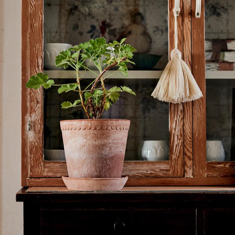 Helena 5.5" Scalloped Planter - Rose