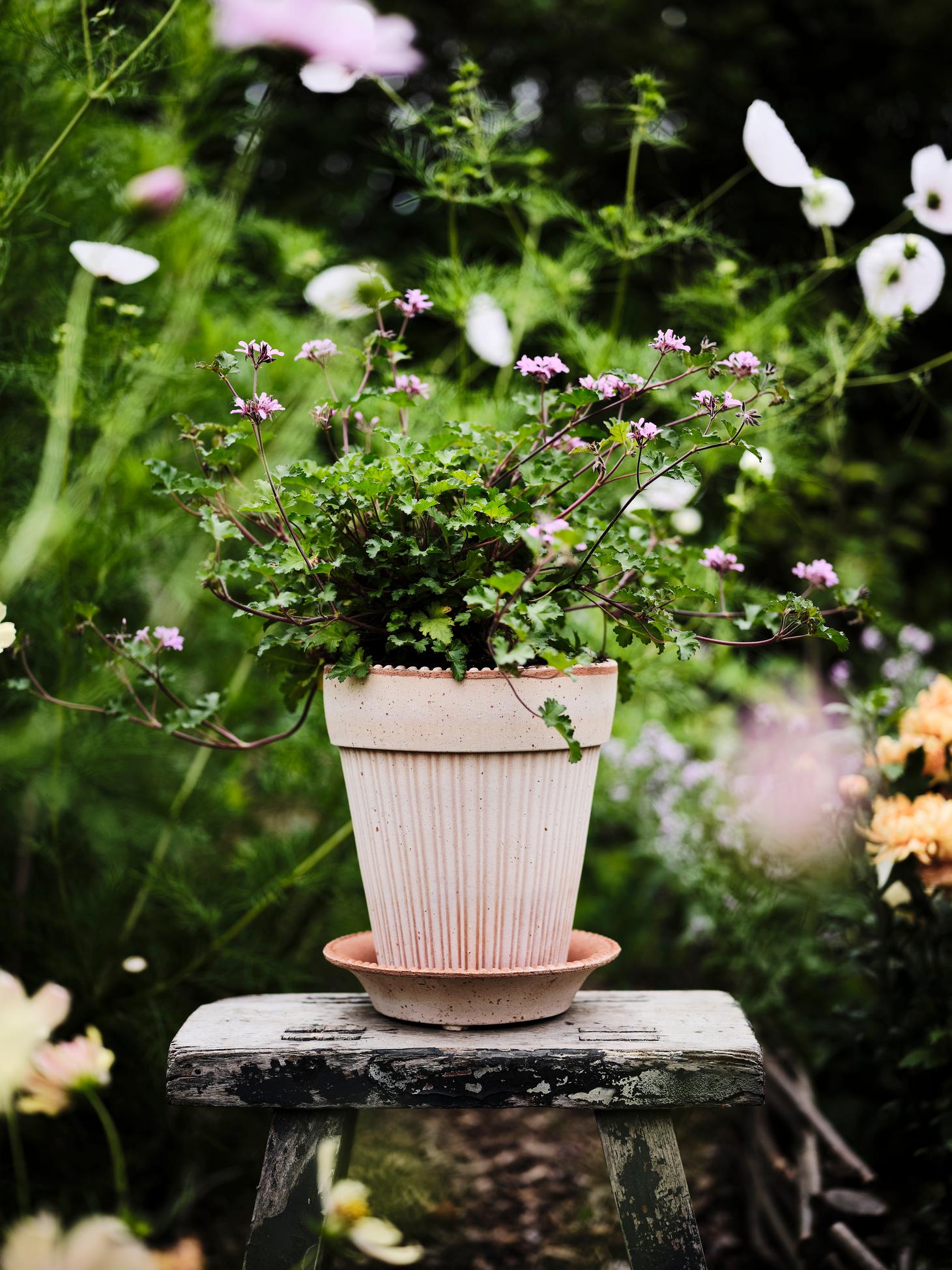 Simona 4.7" Dotted Rim Pot - Rosa
