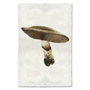 California Agaricus Mushroom Print