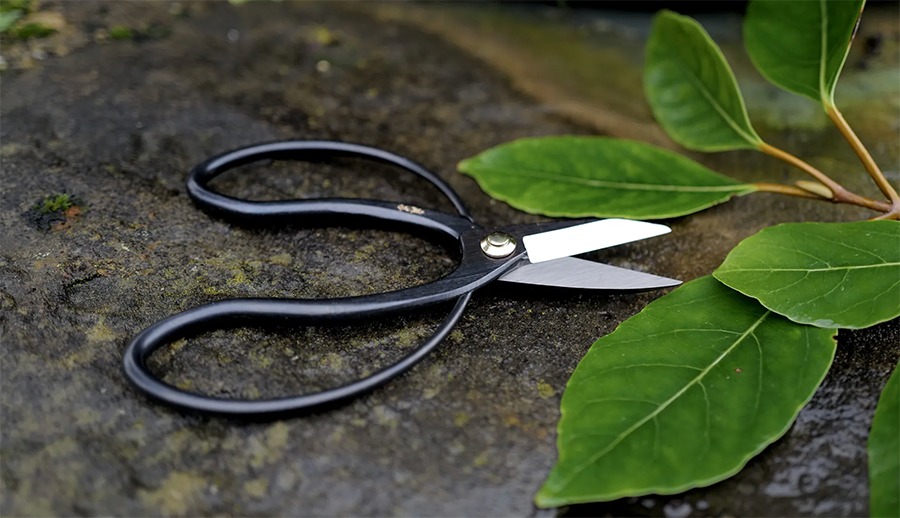 Niwaki Higurashi Scissors