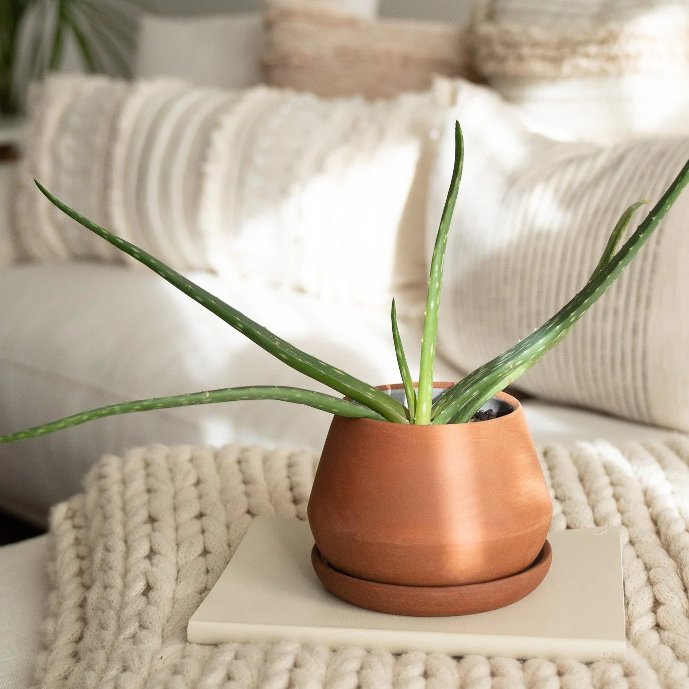 Rancho Planter in Terracotta