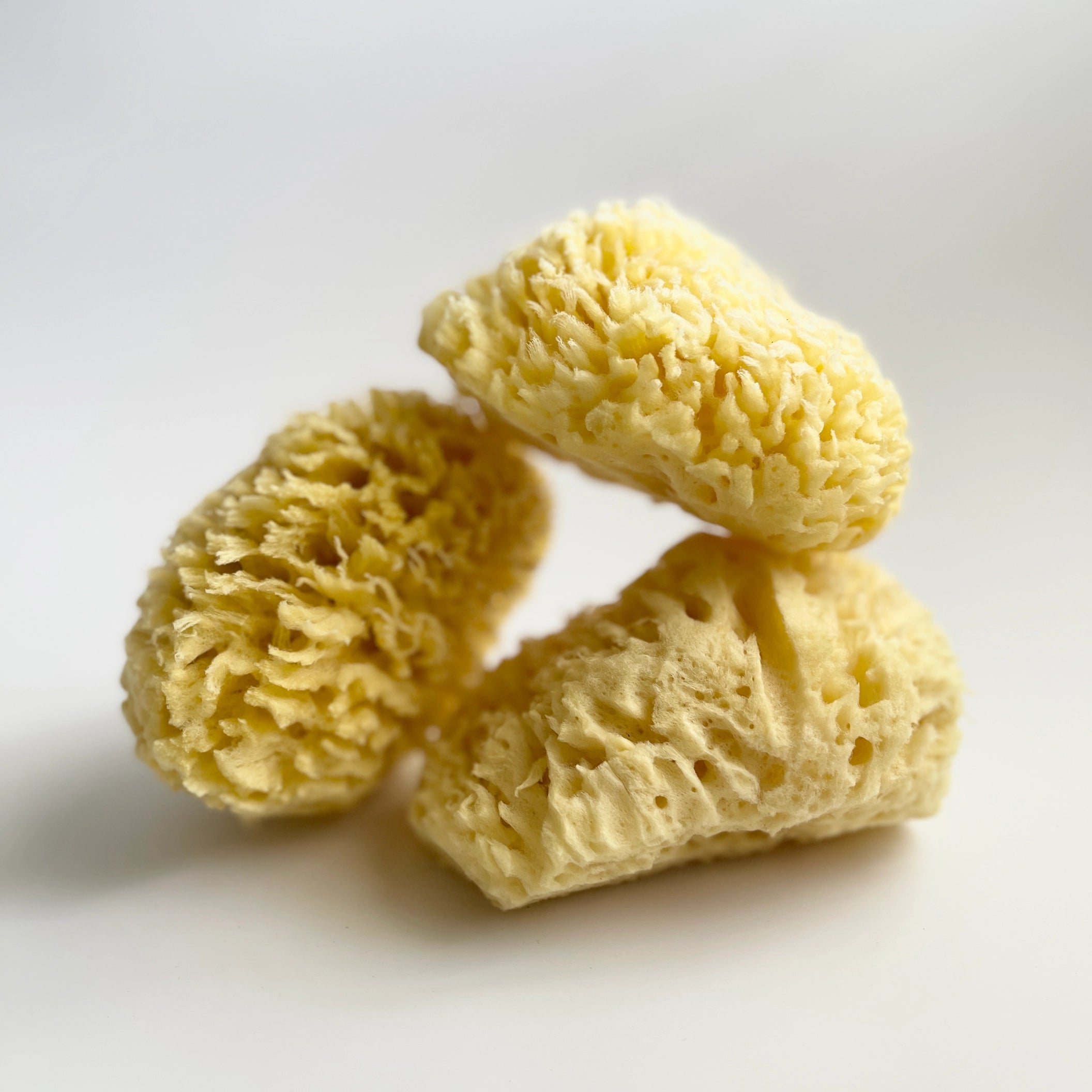 Natural Sea Sponge