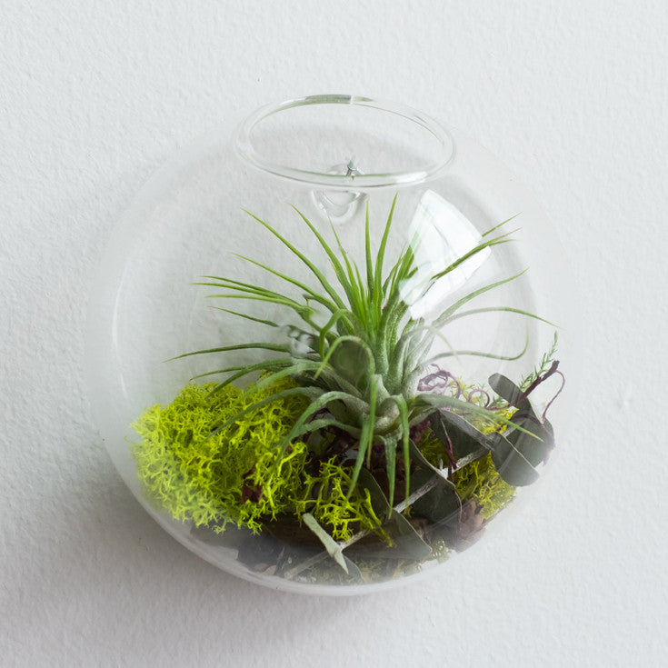 Small Wall Bubble Aerium - KESTREL