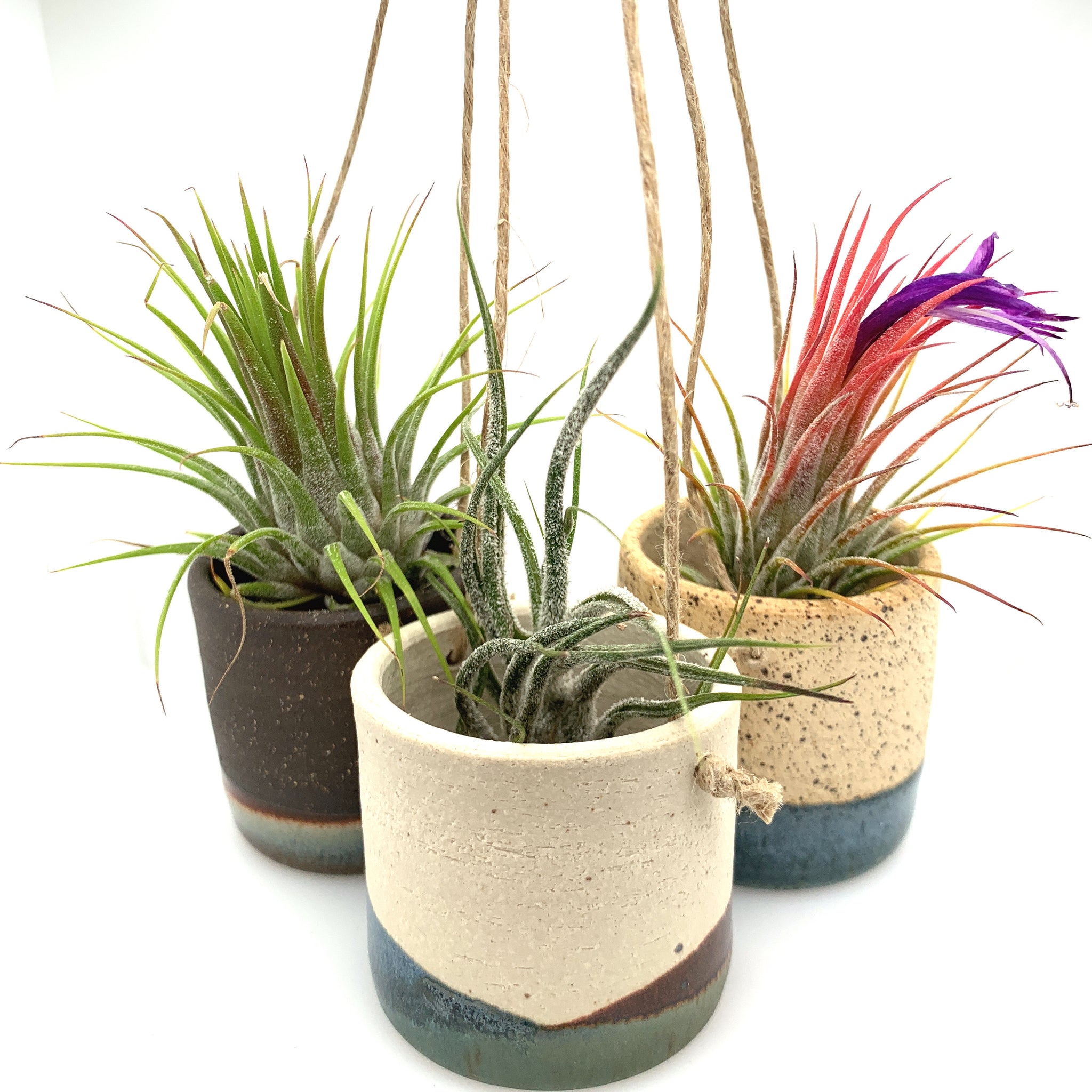 tiny hanging plants Tiny Hanging Horizon Airplant Pot
