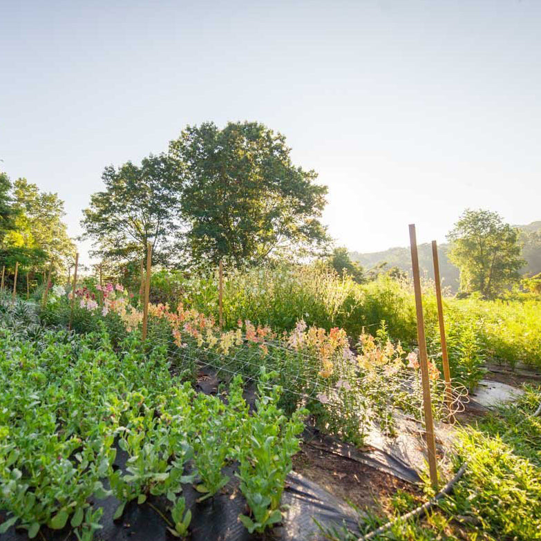 Kestrel x Mal du Pays Flower Share