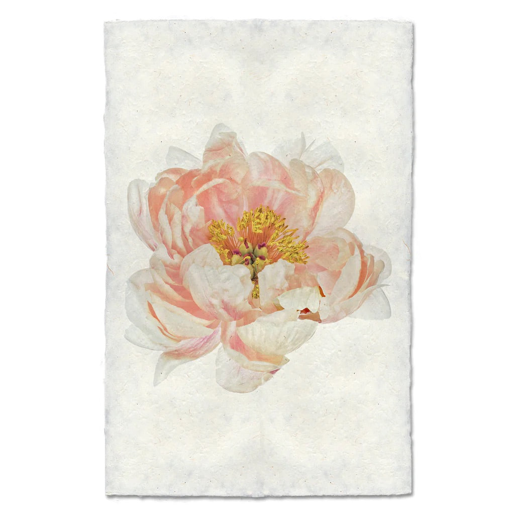 Peach Peony Print