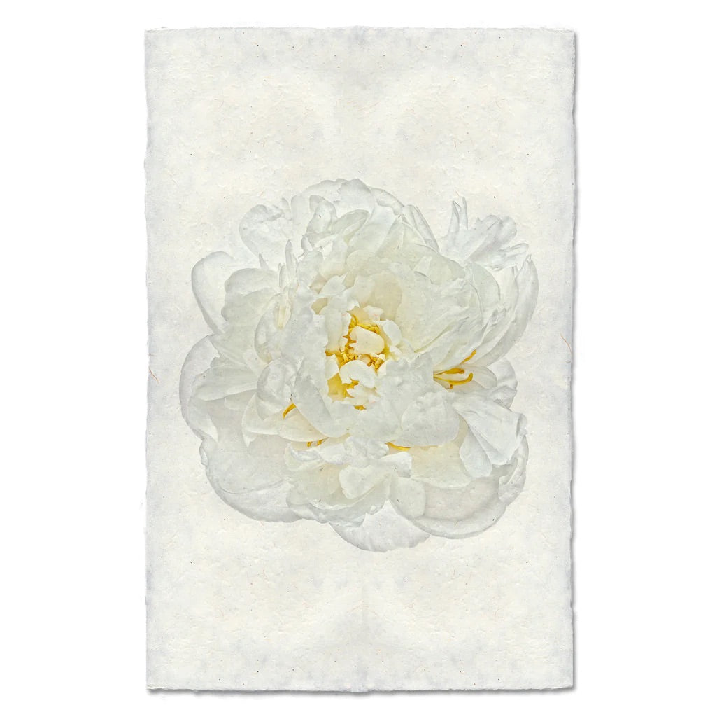 White Peony Print