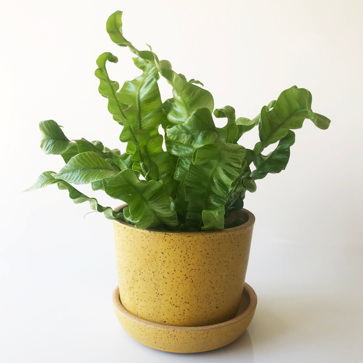 Speckled Planter (Dandelion) - KESTREL