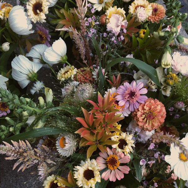 Kestrel x Mal du Pays Flower Share