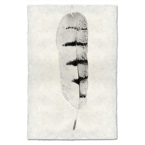 Hawk Feather Print #8 - KESTREL