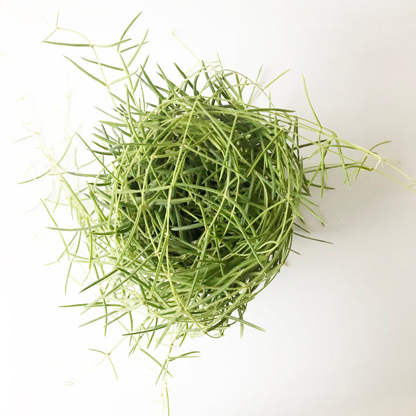 Wax Vine - Hoya Linearis - KESTREL