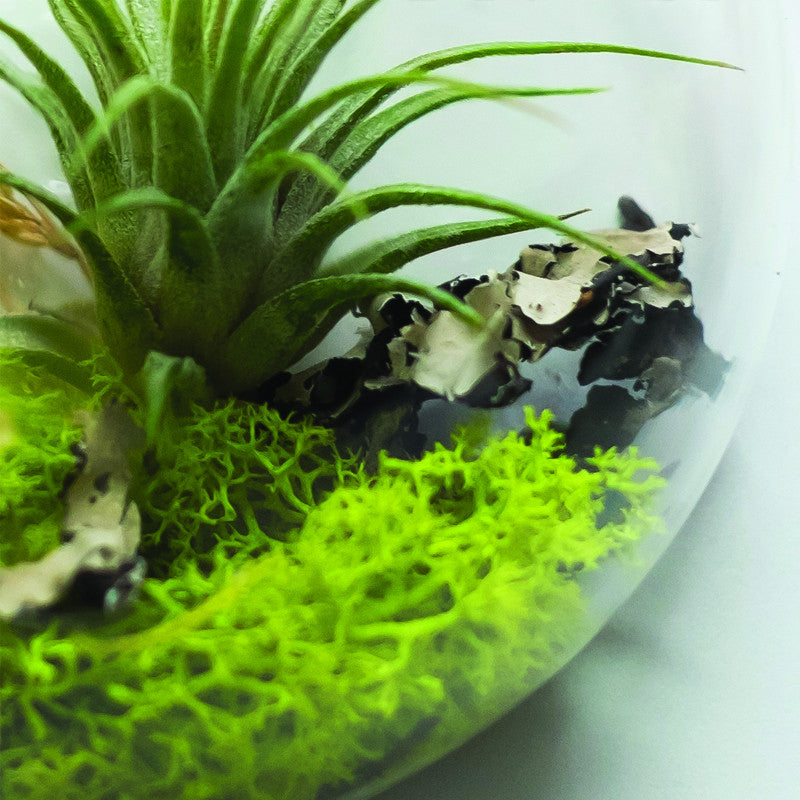 Small Wall Bubble Aerium - KESTREL