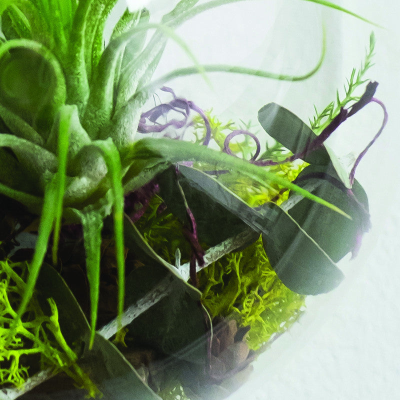 Small Wall Bubble Aerium - KESTREL