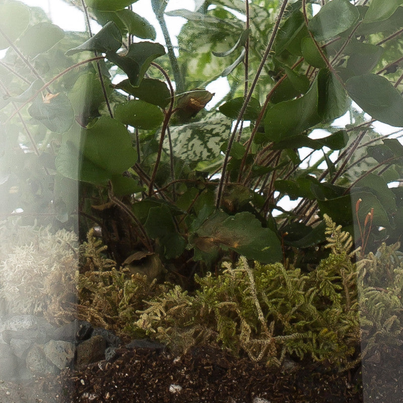 Custom Terrarium - KESTREL