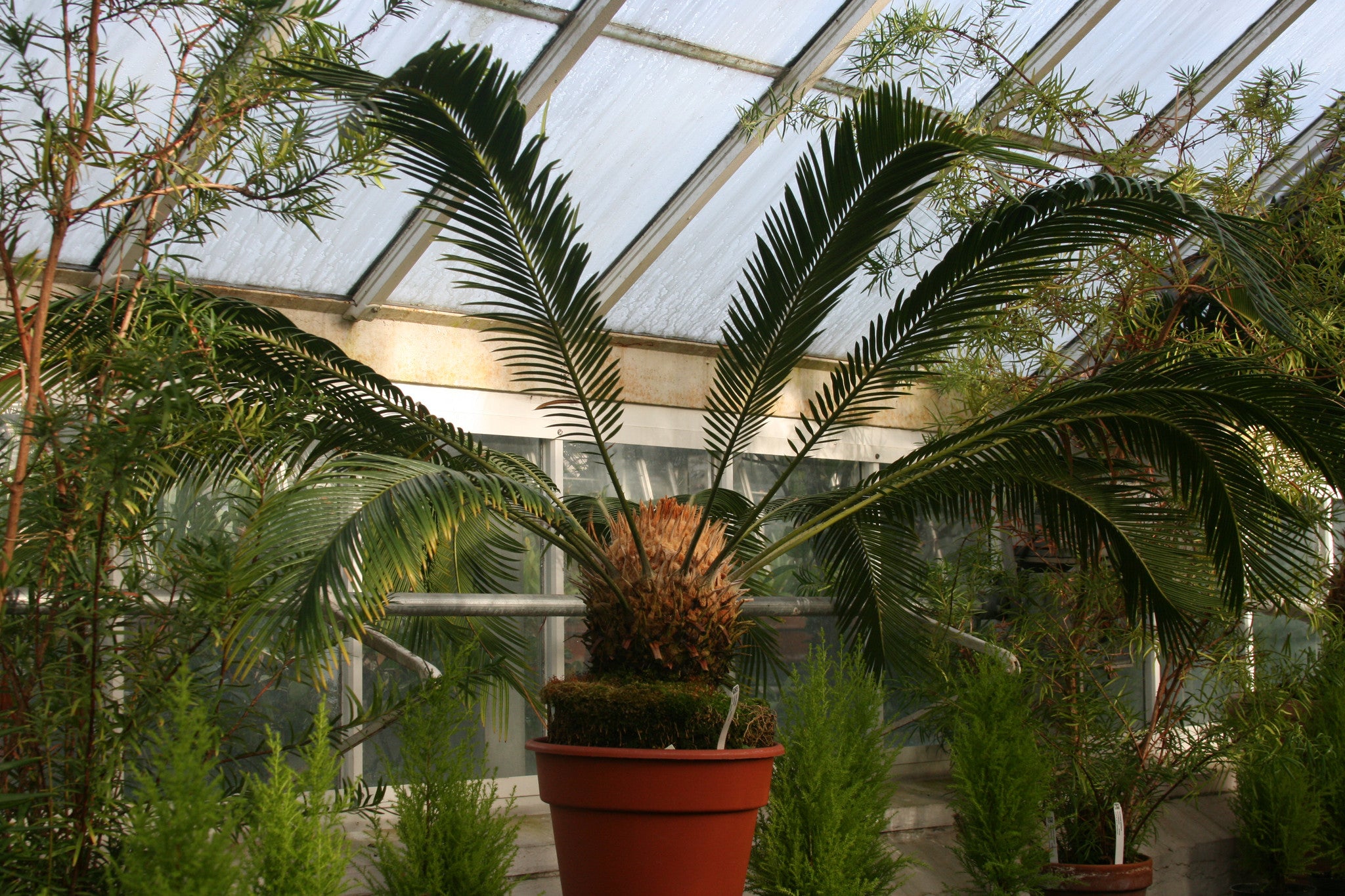 4 Unique Plant Types from the Smith College Botanical Gardens