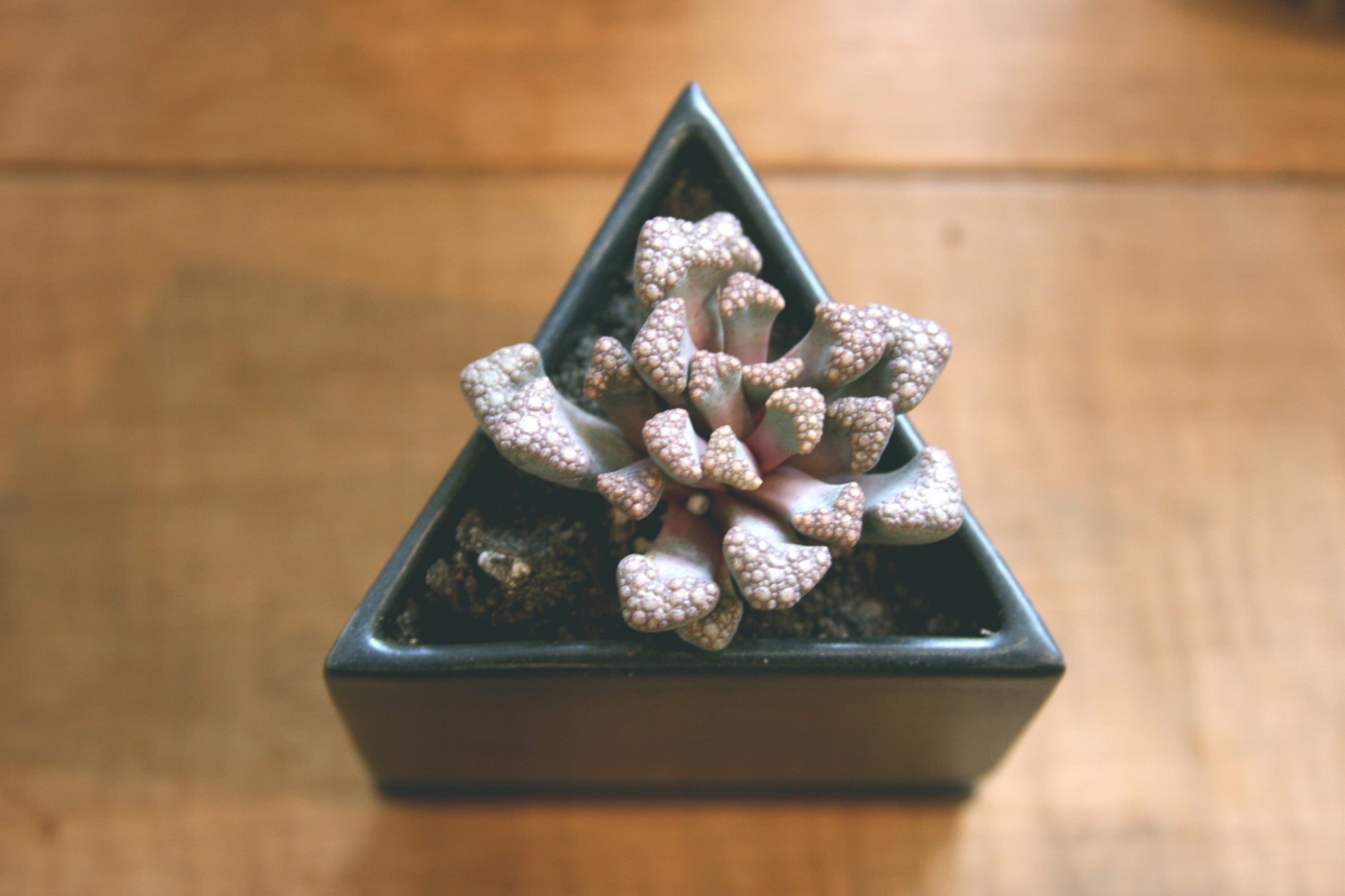 The Sill and the Benefits of Plants