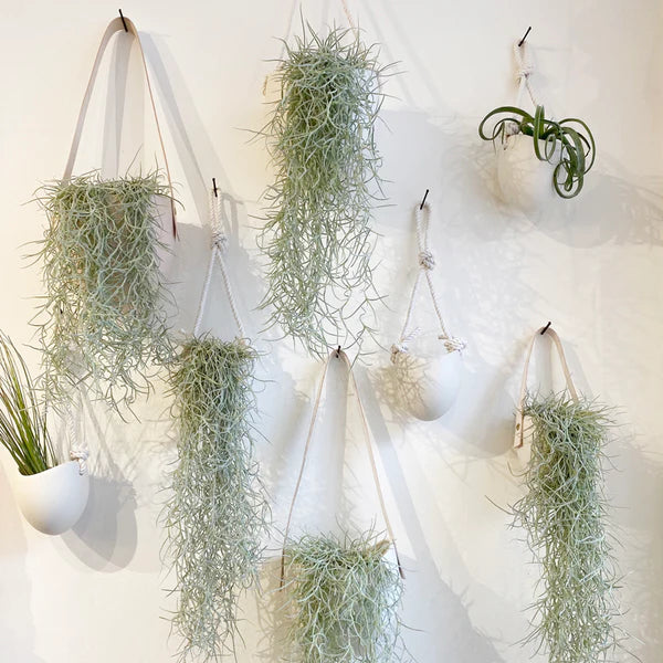 Air Plants