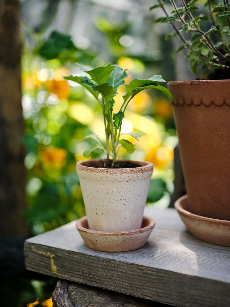 Helena 5.5" Scalloped Planter - Rose