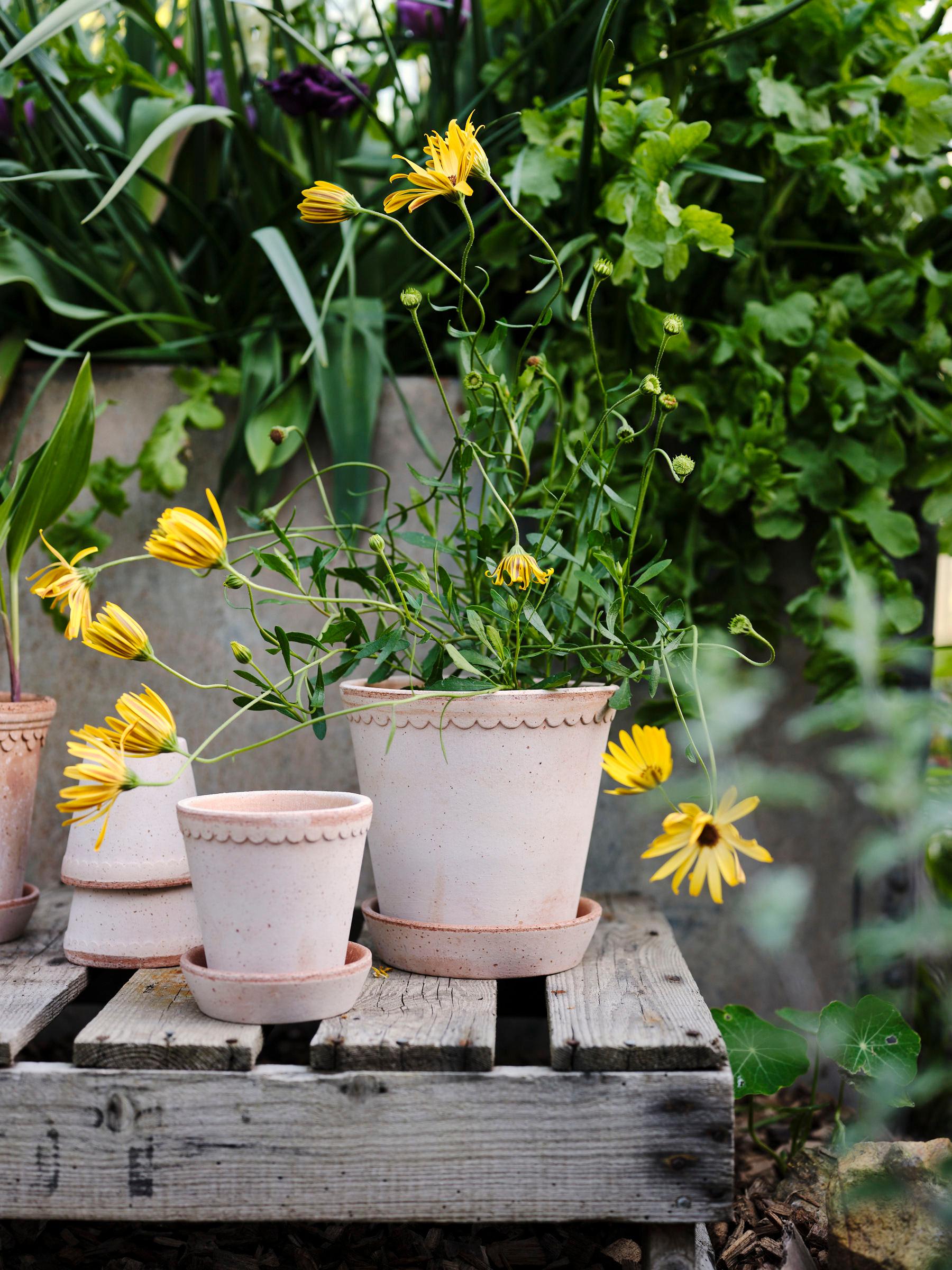 Helena 5.5" Scalloped Planter - Rose