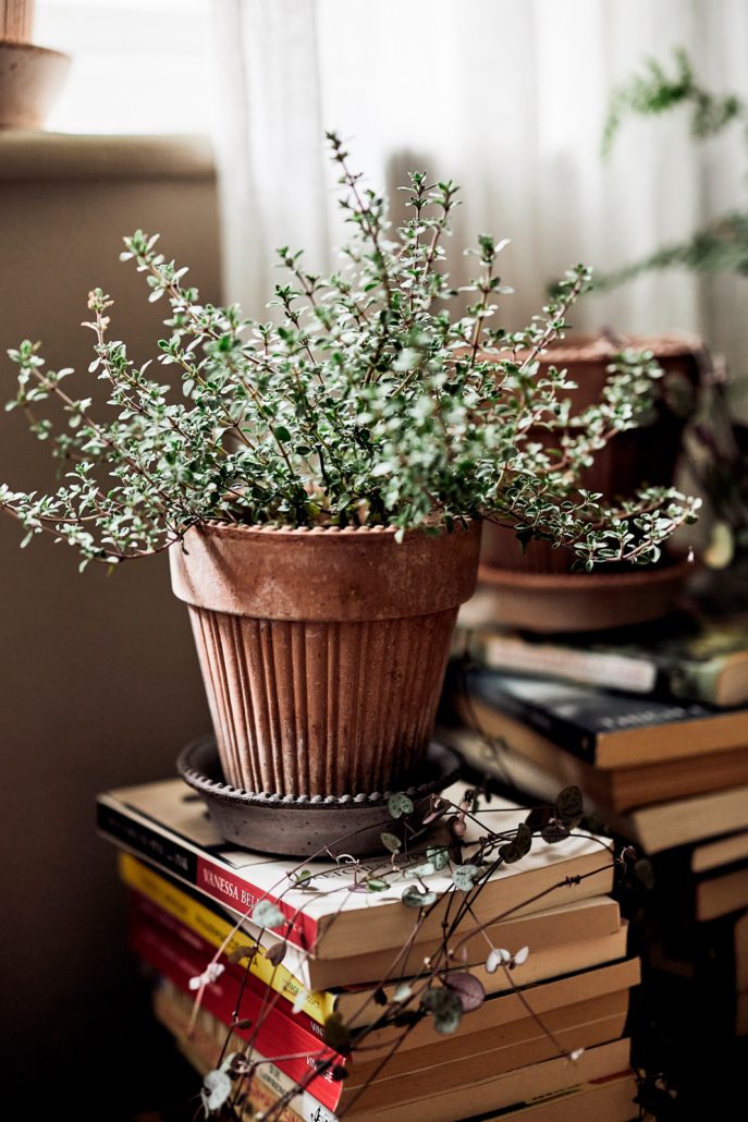 Simona 5.5" Dotted Rim Pot - Rosa