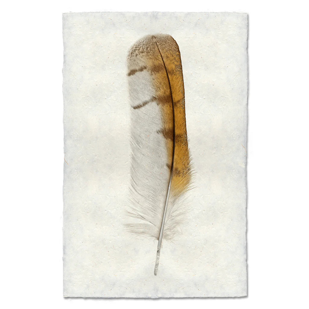 Barn Owl Feather Print