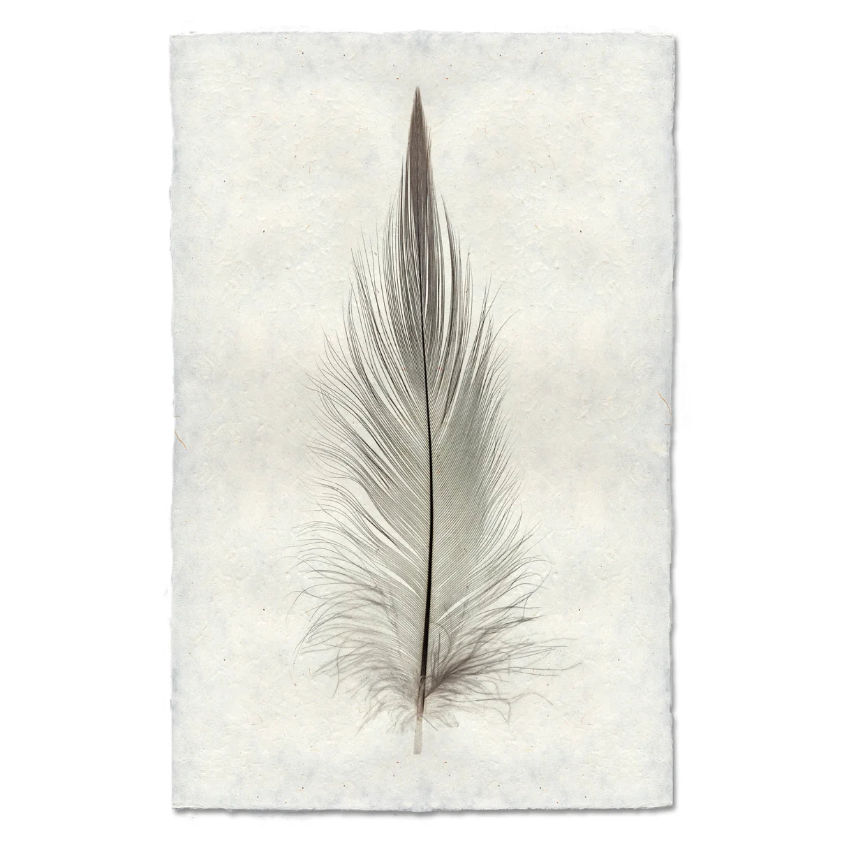Heron Feather Print