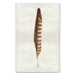 Kestrel Feather Print