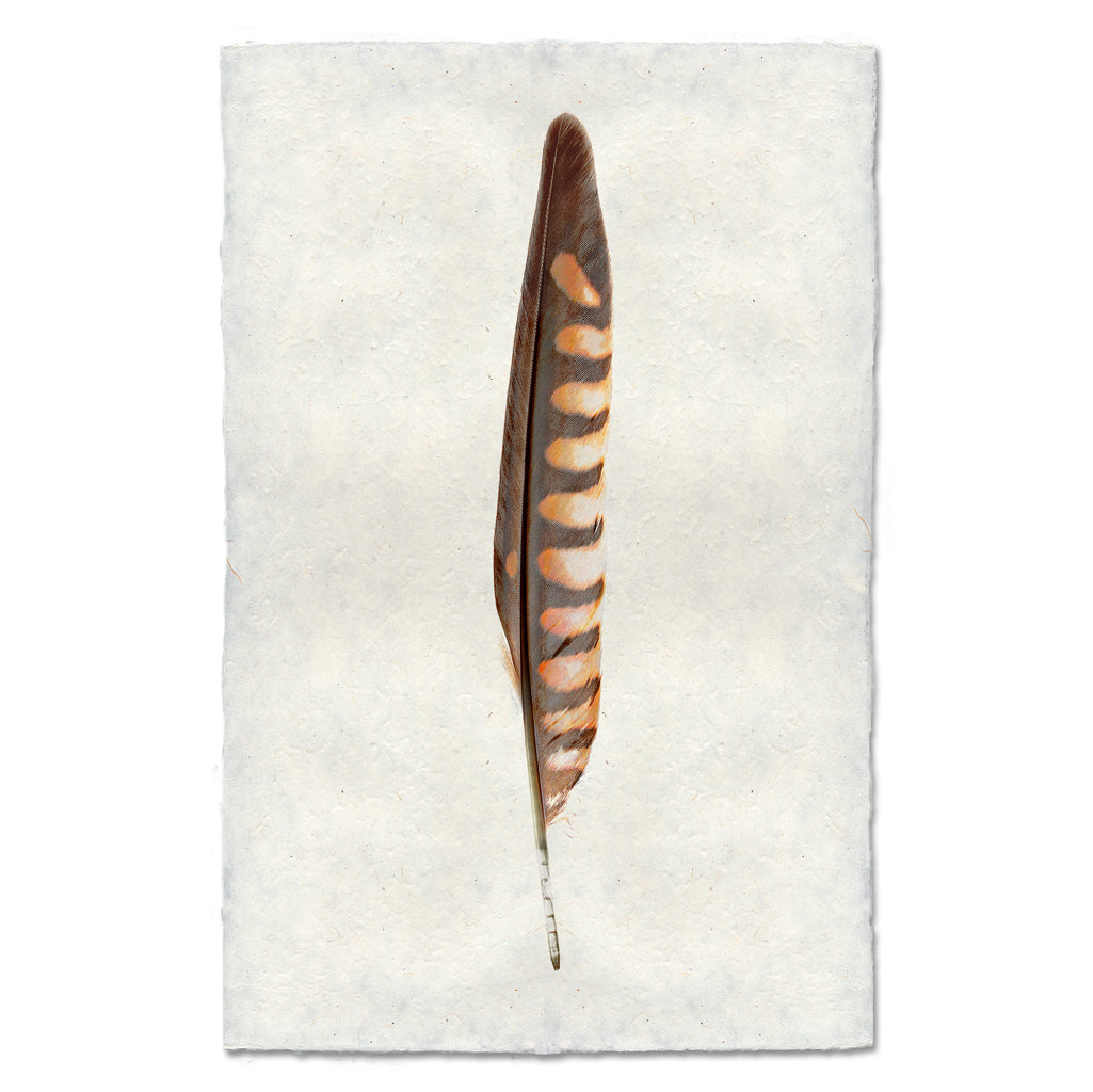 Kestrel Feather Print