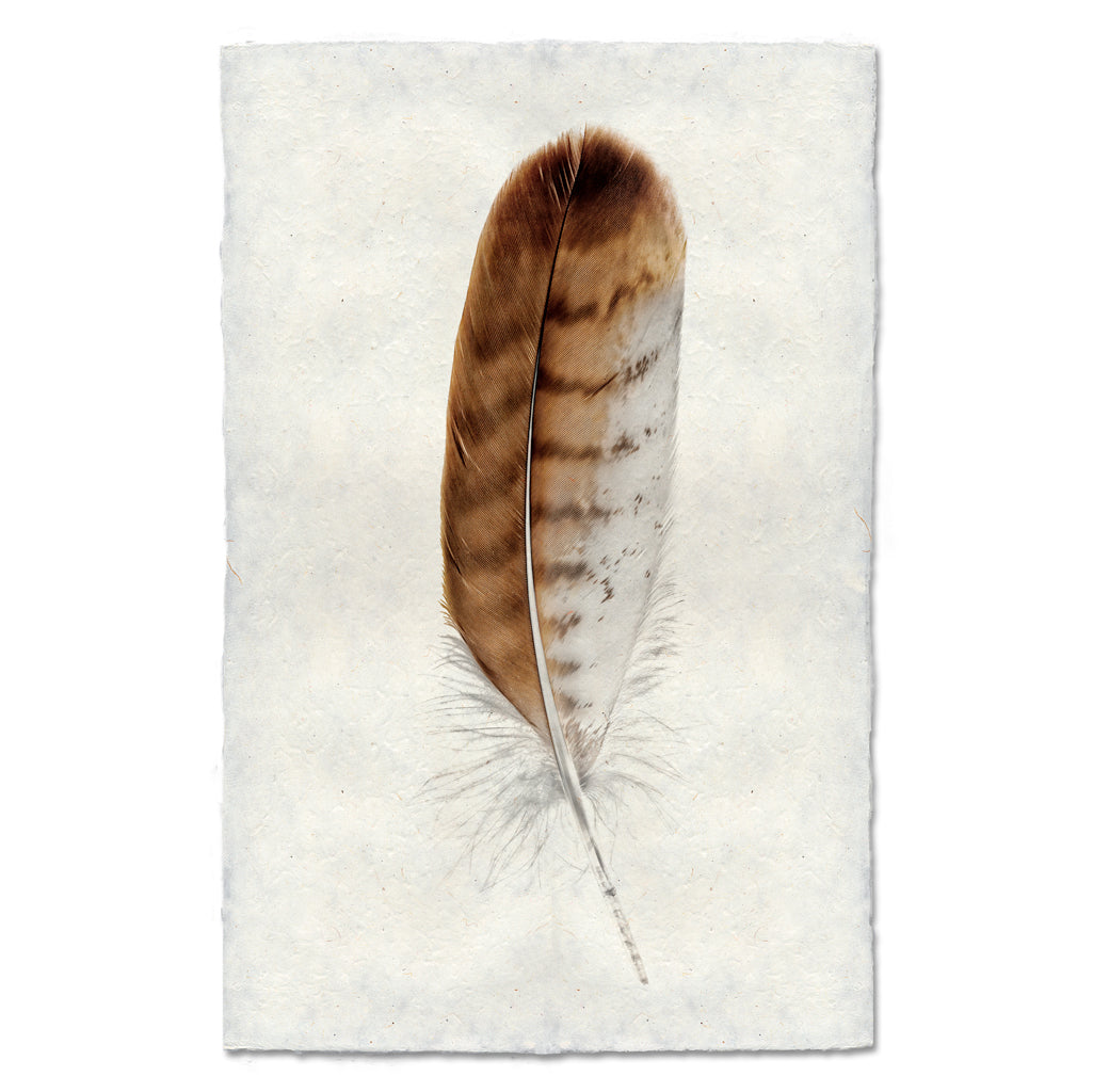 Red-Tailed Hawk Feather Print