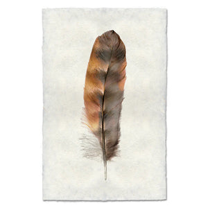 Rooster Feather Print