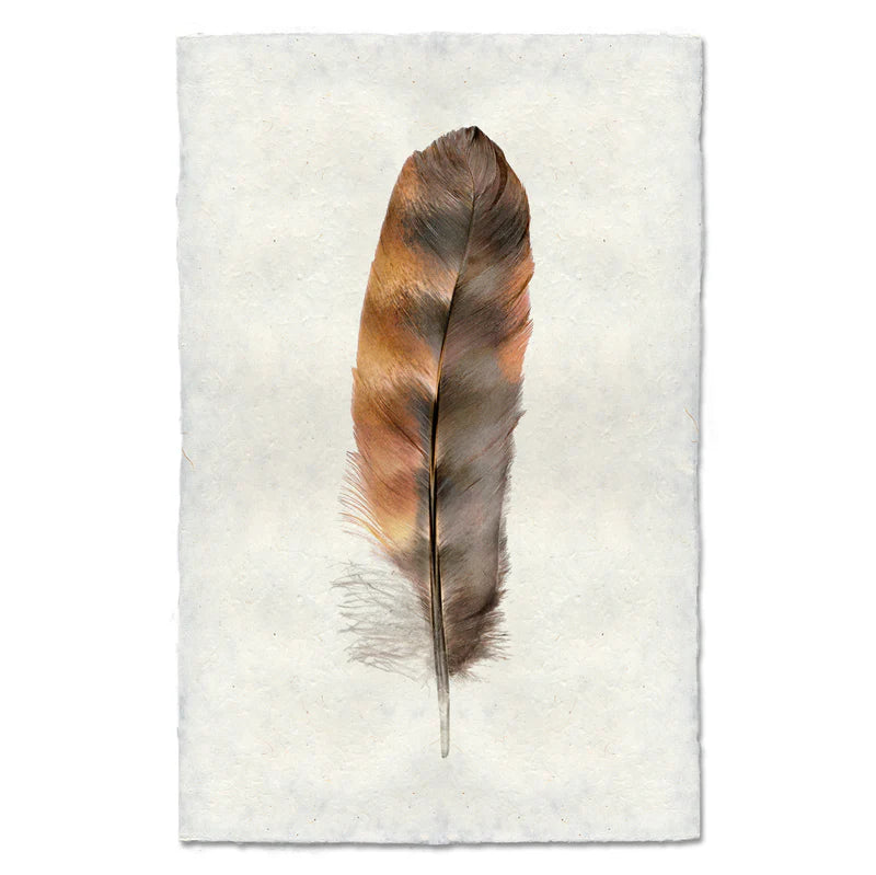 Rooster Feather Print