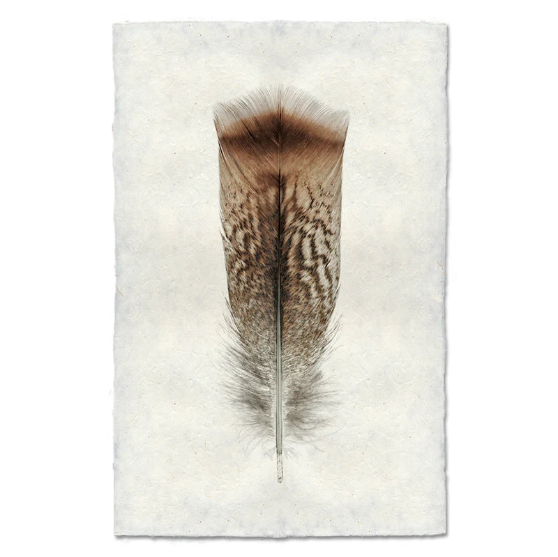 Turkey Feather Print