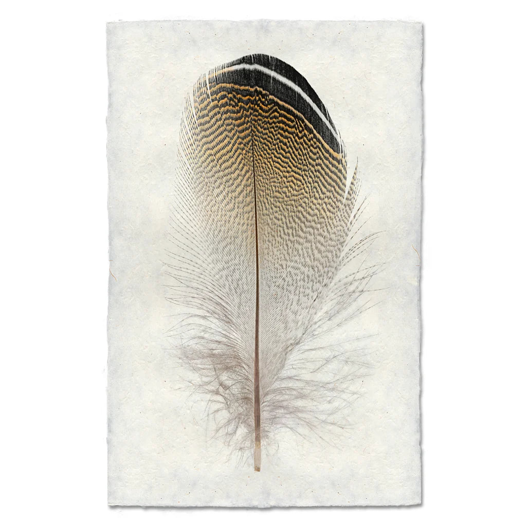 Wood Duck Feather Print