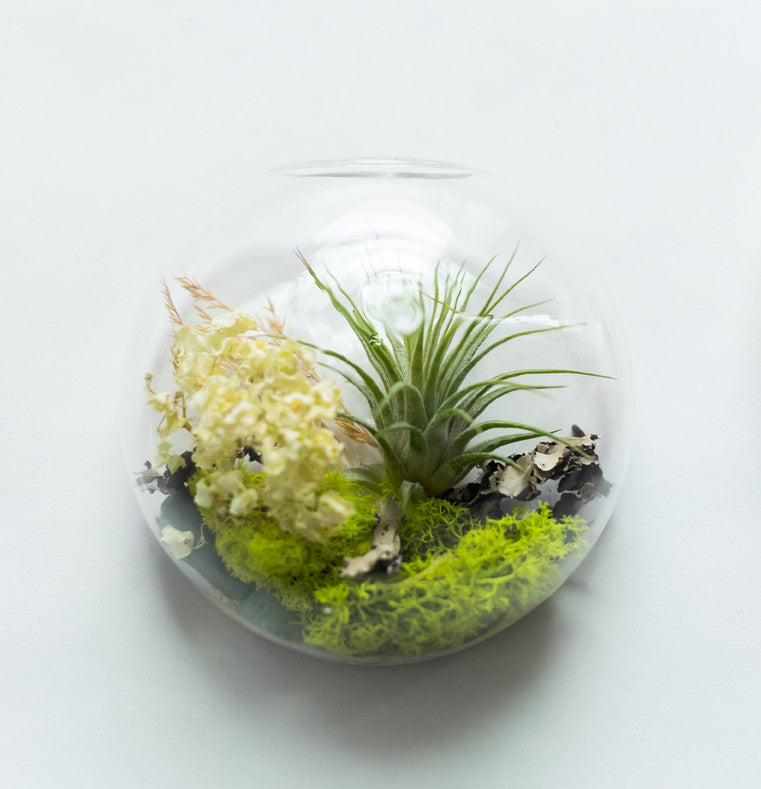 Small Wall Bubble Aerium - KESTREL