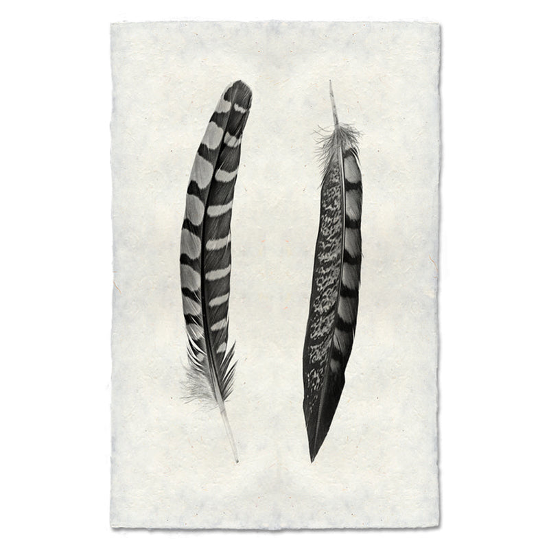 Two Curved Feathers Print