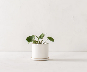 4" Minimalist Planter + Tray - White Stoneware