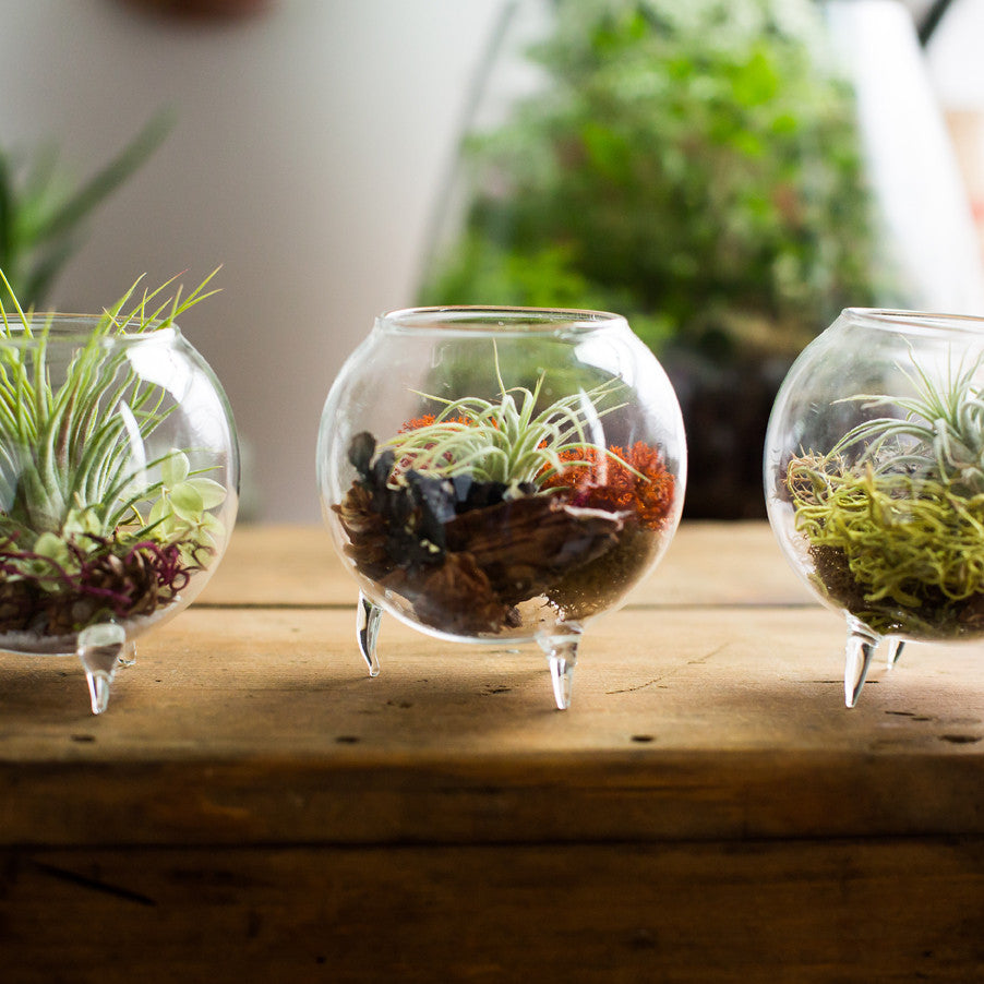 Footed Aerium - KESTREL