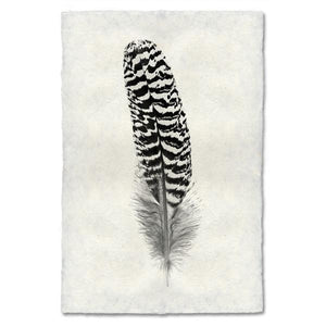 Mottled Peacock Feather Print #13 - KESTREL