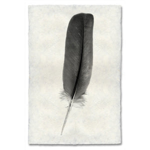 Dove Feather Print #4 - KESTREL