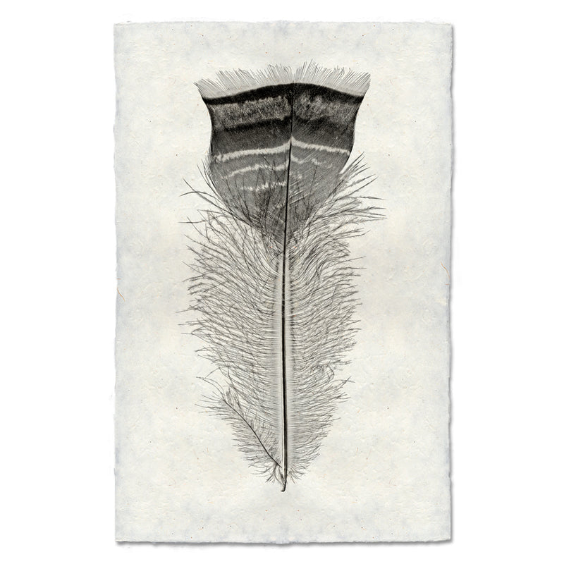 Feather Print #18