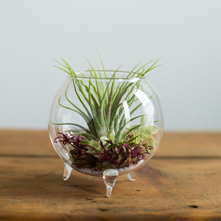 Footed Aerium - KESTREL