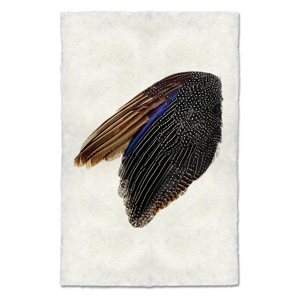 Guinea Fowl Wing - Left