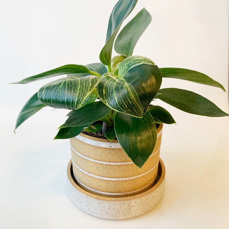 4" Speckled Planter - Stripes
